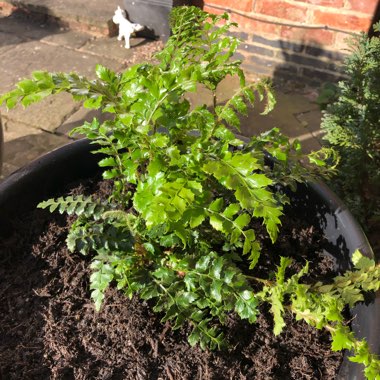 Polystichum Polyblepharum