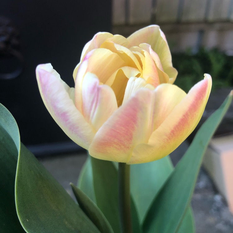 Plant image Tulipa 'Creme Upstar'