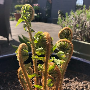 Athyrium filix-femina