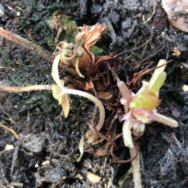 x Heucherella 'Sweet Tea'