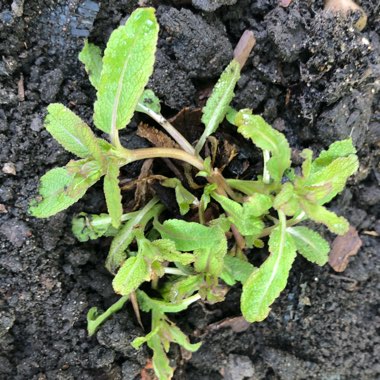 Salvia nemorosa