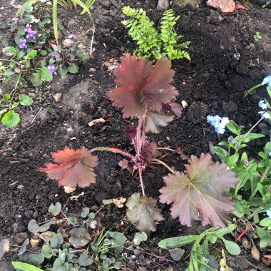 Heuchera 'Binoche'