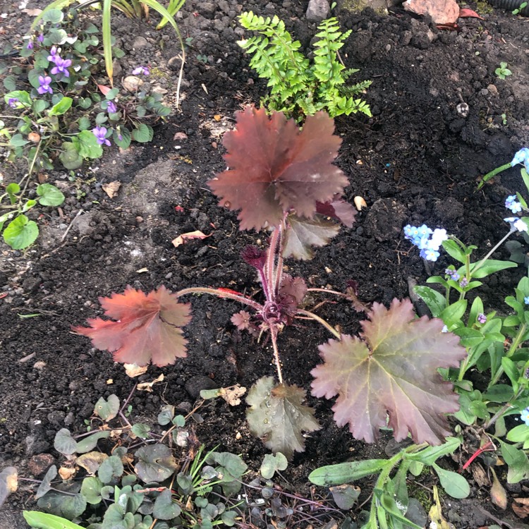 Plant image Heuchera 'Binoche'