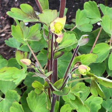 Aquilegia 'Mckana Hybrids' (Mix)