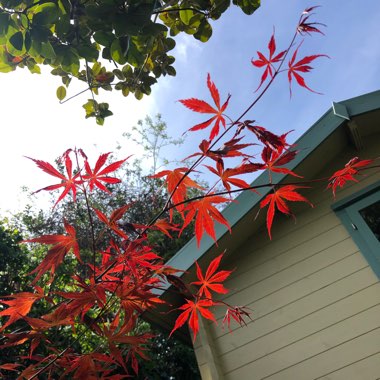 Acer Palmatum 'Fireglow'