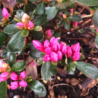 Rhododendron japonica 'Conny'