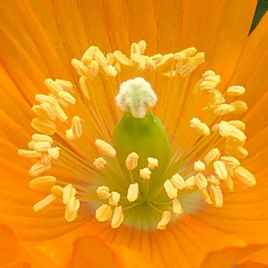 Meconopsis cambrica