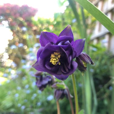 Aquilegia Vulgaris Var. Stellata 'Blue Barlow'