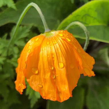 Meconopsis cambrica