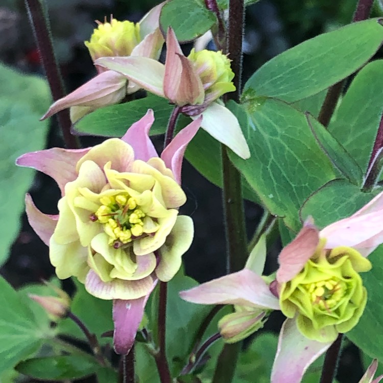 Plant image Aquilegia 'Mckana Hybrids' (Mix)