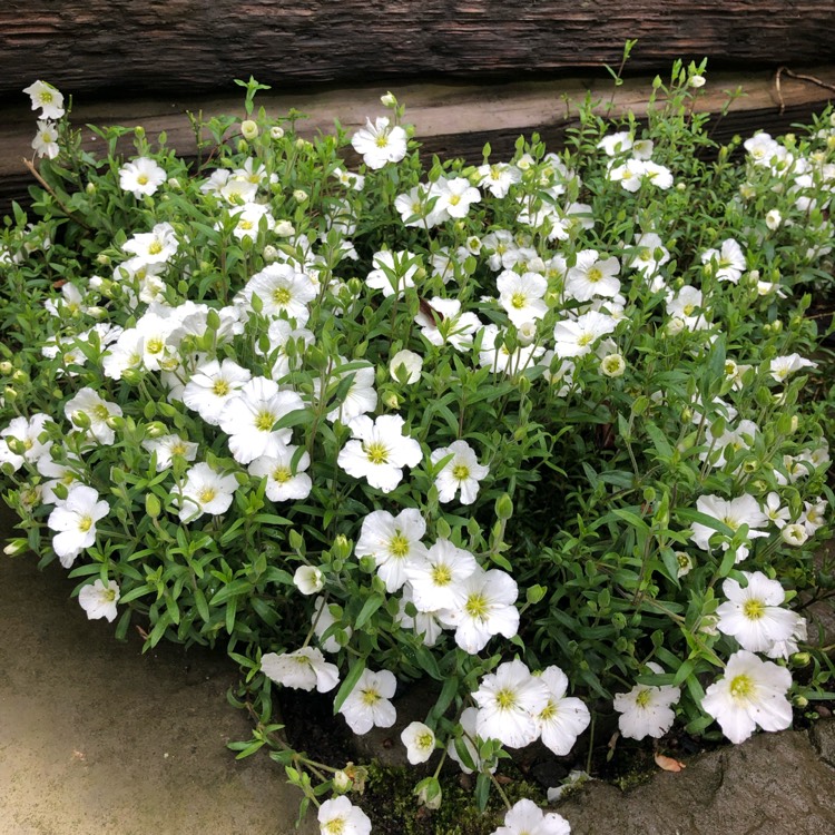 Plant image Arenaria Montana