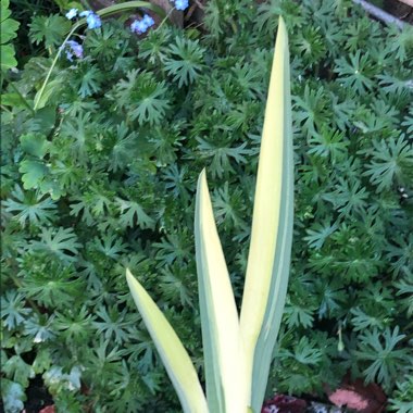 Iris Pallida 'Albo-variegata' syn. Argentea Variegata'