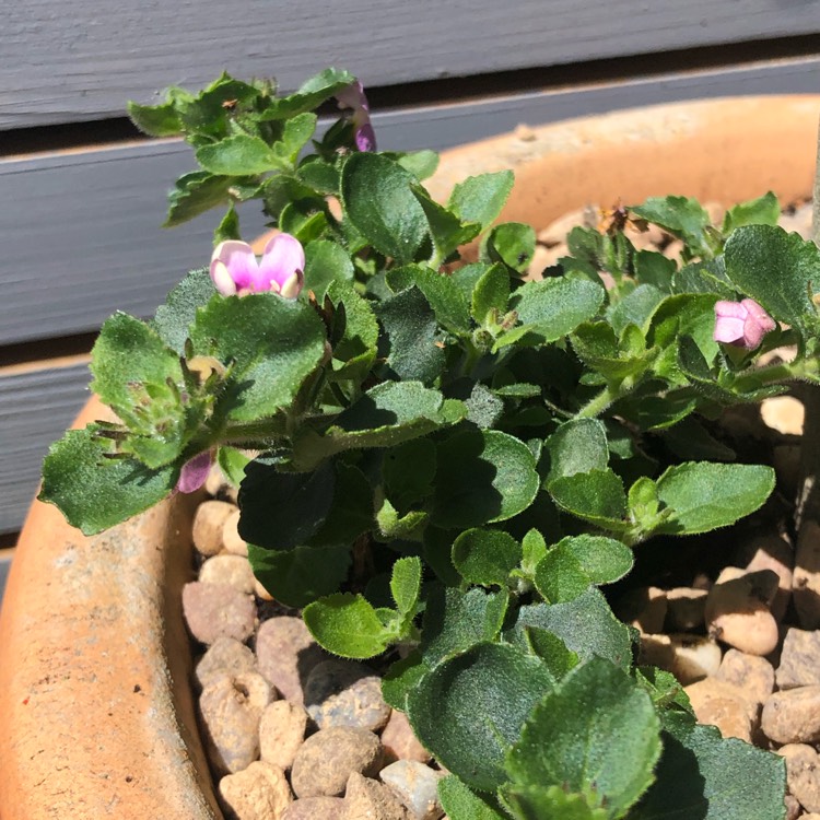 Plant image Bacopa