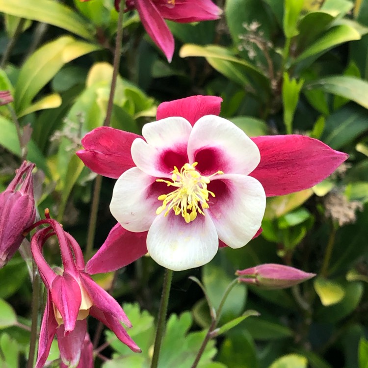 Plant image Aquilegia Caerulea