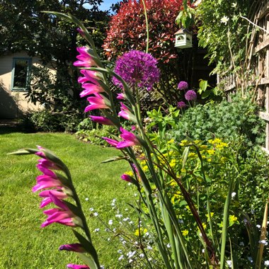 Gladiolus communis subsp. byzantinus