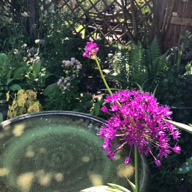 Allium hollandicum 'Purple Sensation' syn. Allium 'Purple Sensation', Allium aflatunense 'Purple Sensation'