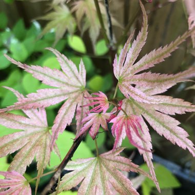 Acer palmatum