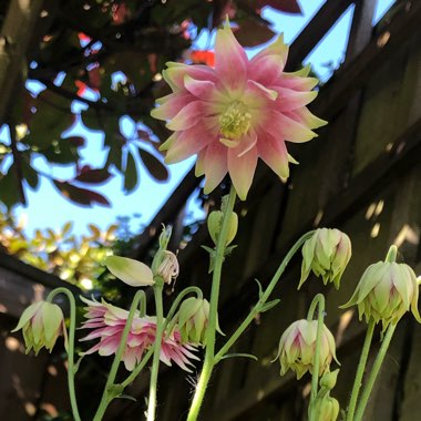 Aquilegia vulgaris var. stellata 'Nora Barlow'