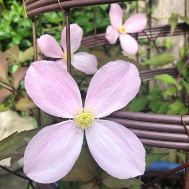 Clematis montana var rubens 'Tetrarose'