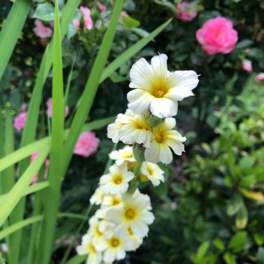 Sisyrinchium striatum