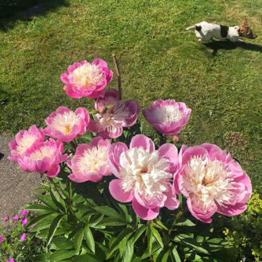 Paeonia lactiflora 'Bowl of Beauty'