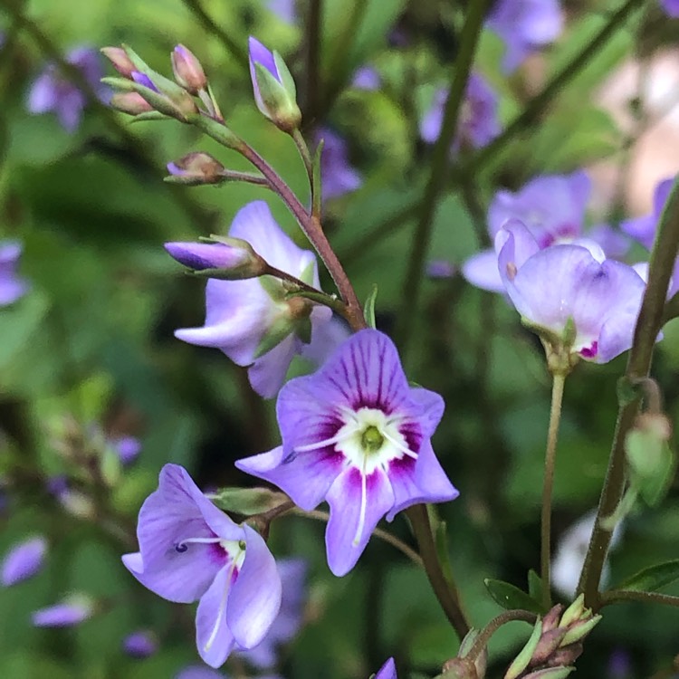 Plant image Parahebe 'Porlock'