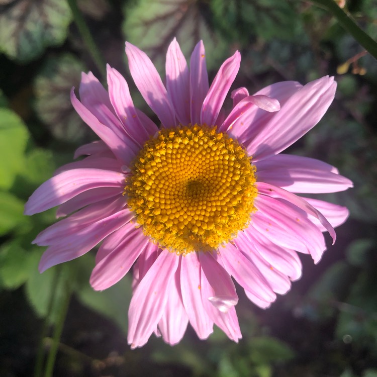 Plant image Tanacetum coccineum 'Robinson's Pink' syn. Chrysanthemum coccineum 'Robinson's Pink'