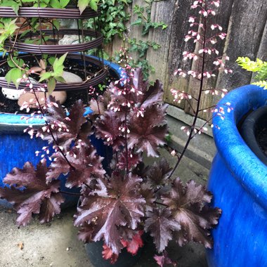 Heuchera 'Black Taffeta'