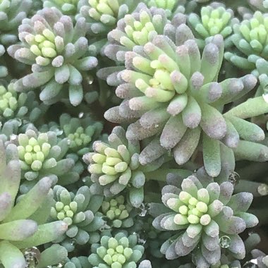 Sedum