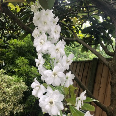 Delphinium 'Excalibur Pure White'