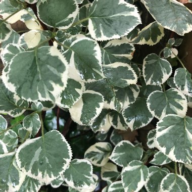 Hydrangea petiolaris 'Silver Lining' syn. Hydrangea anomala subsp. petiolaris 'Silver Lining'