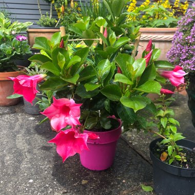 Mandevilla syn. Dipladenia