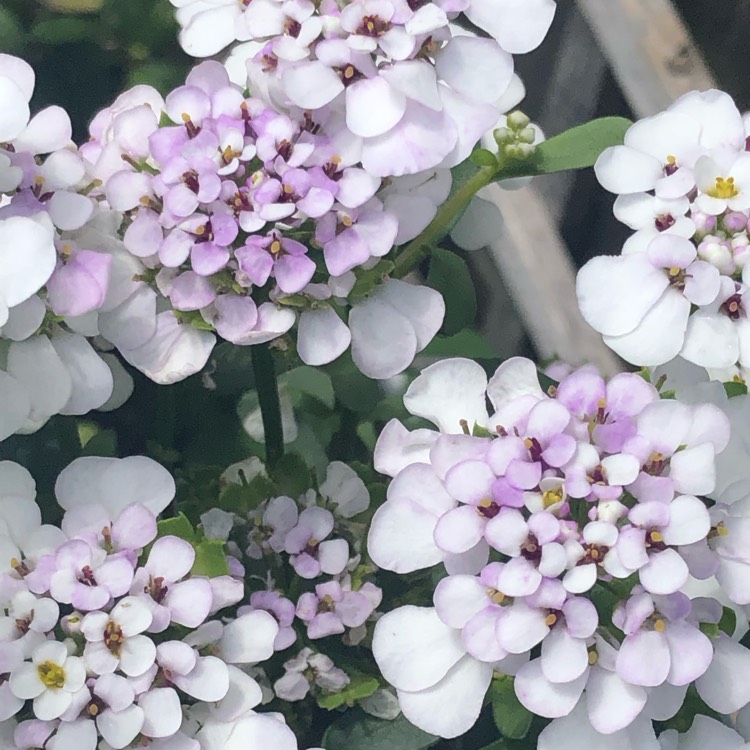 Plant image Iberis sempervirens 'Masterpiece'