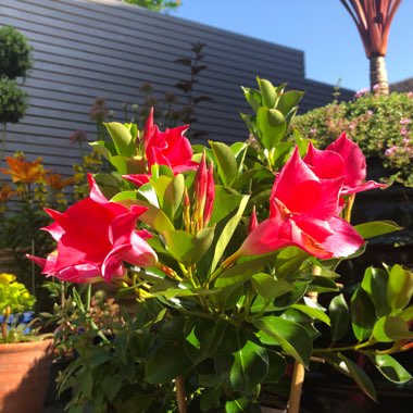 Mandevilla syn. Dipladenia