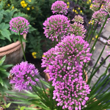 Allium 'Millennium'