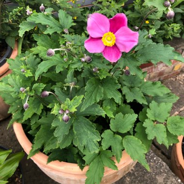 Anemone Hupehensis var. japonica 'Bowles Pink'