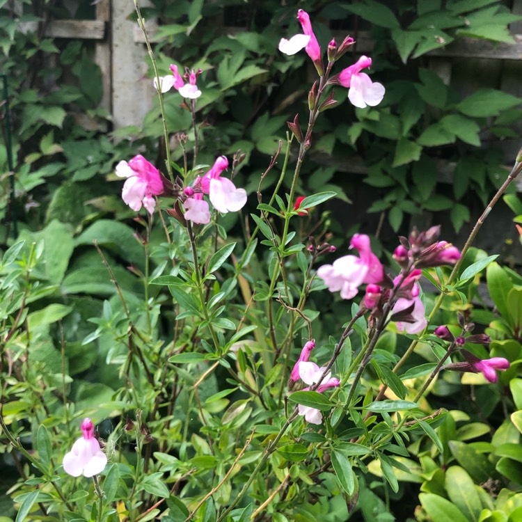 Plant image Salvia ‘Joy'