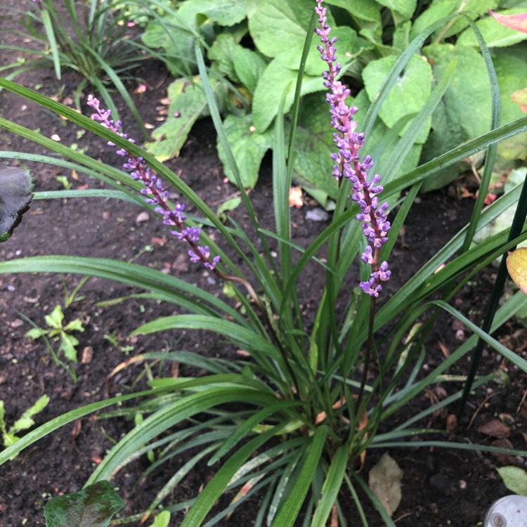 Plant image Liriope muscari  syn. Liriope platyphylla, Ophiopogon graminifolius