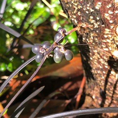 Ophiopogon planiscapus 'Kokuryu' syn. Ophiopogon planiscapus 'Nigrescens', Ophiopogon planiscapus 'Black Dragon', Ophiopogon planiscapus 'Nigra'