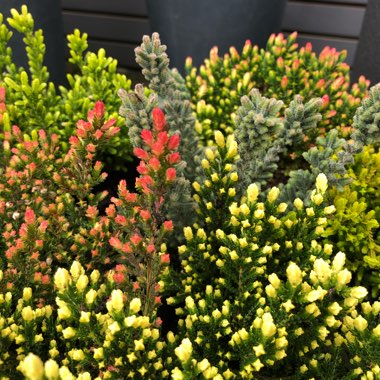 Calluna vulgaris