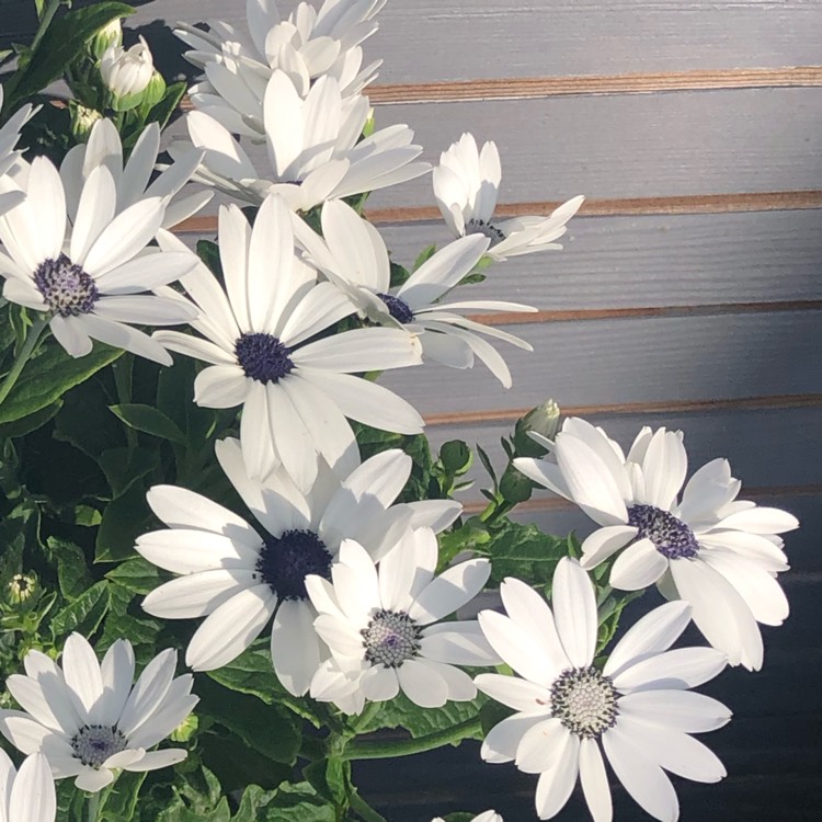 Plant image Osteospermum 'Flowerpower Ice White'