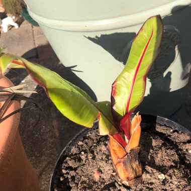 Ensete ventricosum 'Maurelii' syn. Ensete ventricosum 'Rubrum', Ensete 'Maurelii', Musa 'Santa Morelli'