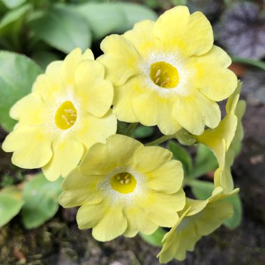 Primula auricula