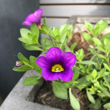 Petunia surfinia