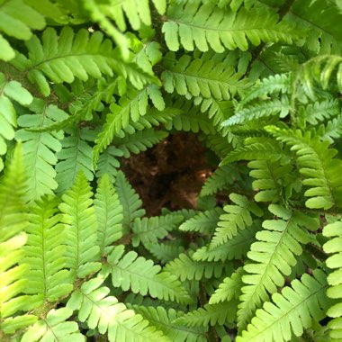 Athyrium filix-femina