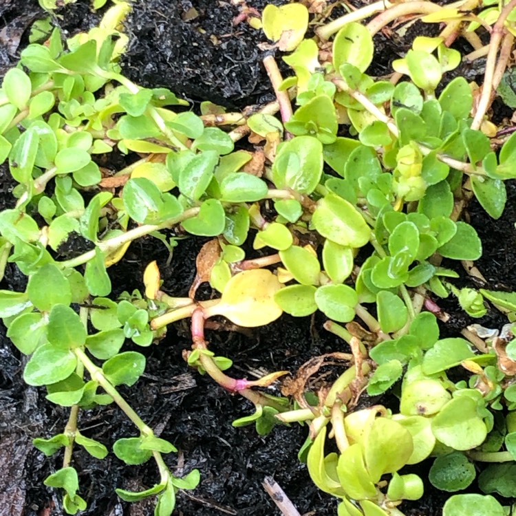 Plant image Veronica repens