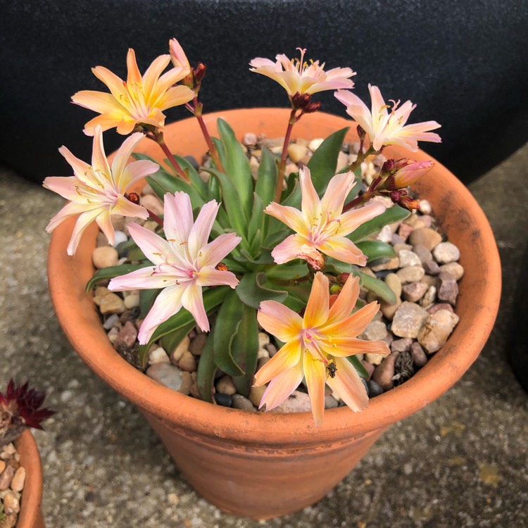 Plant image Lewisia Cotyledon