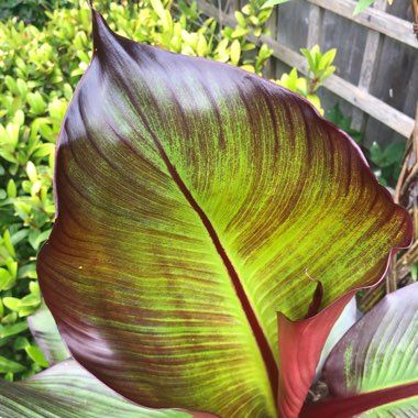 Ensete ventricosum 'Maurelii' syn. Ensete ventricosum 'Rubrum', Ensete 'Maurelii', Musa 'Santa Morelli'