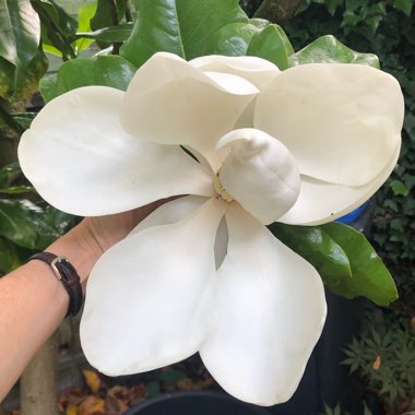 Magnolia grandiflora