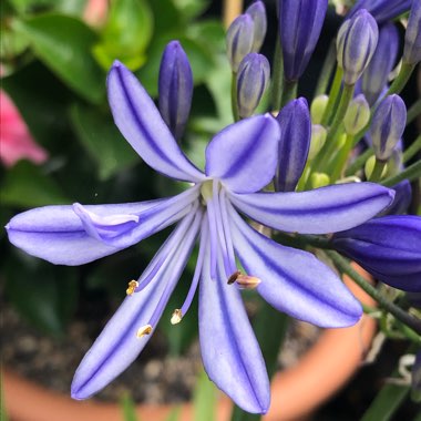 Agapanthus 'Midnight Star' syn. Agapanthus 'Navy Blue'